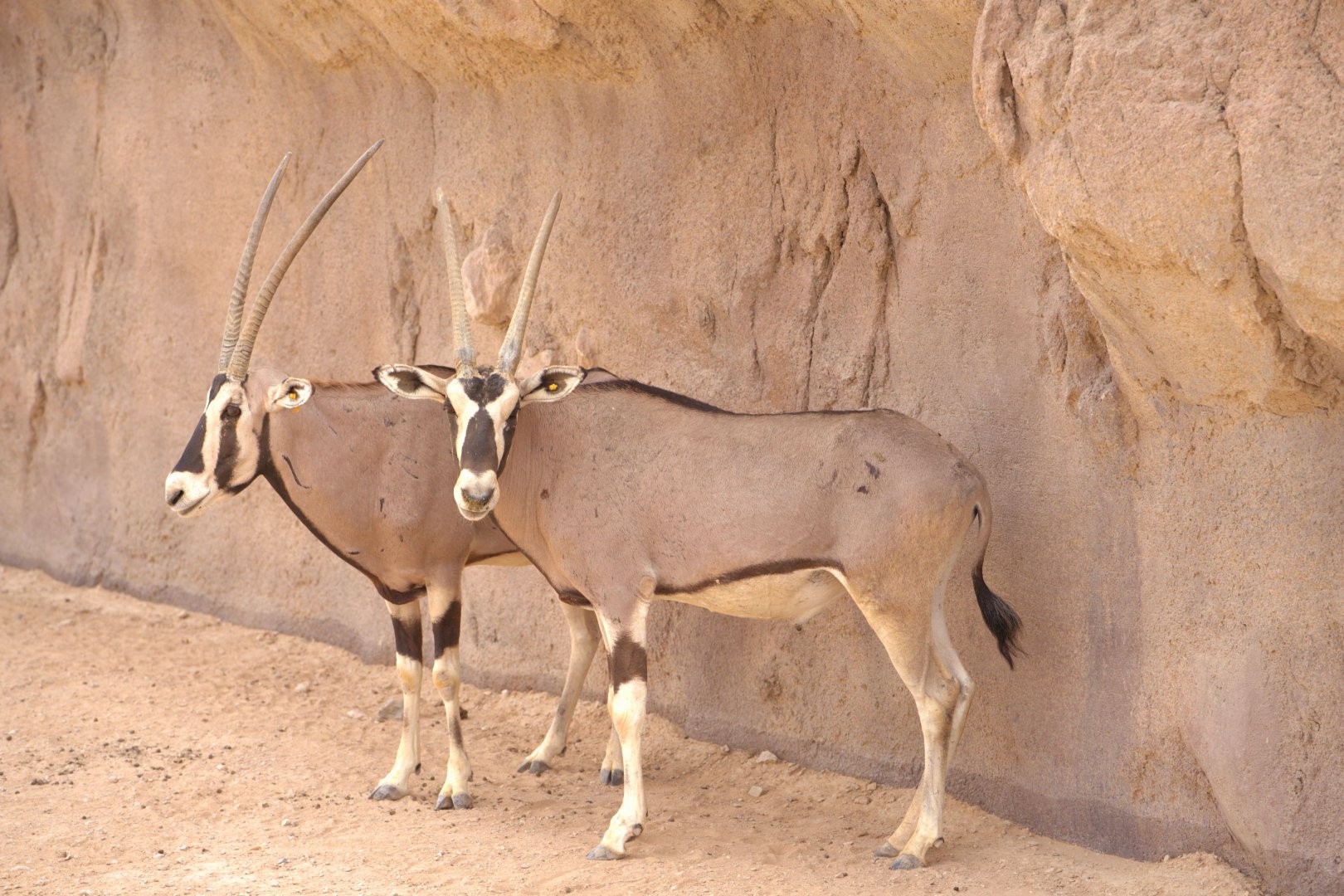Beisa Oryx