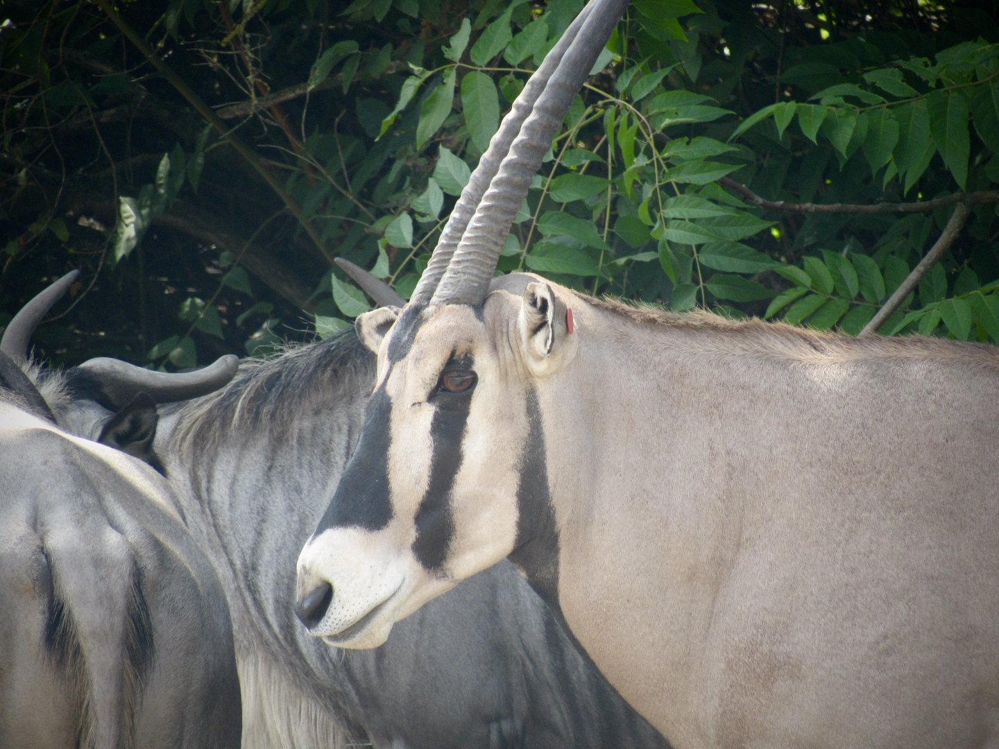 Beisa oryx