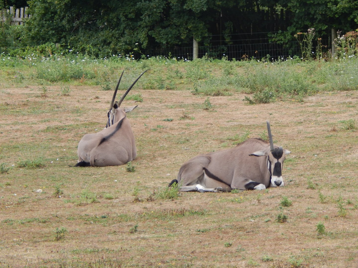 Beisa oryxes 150725