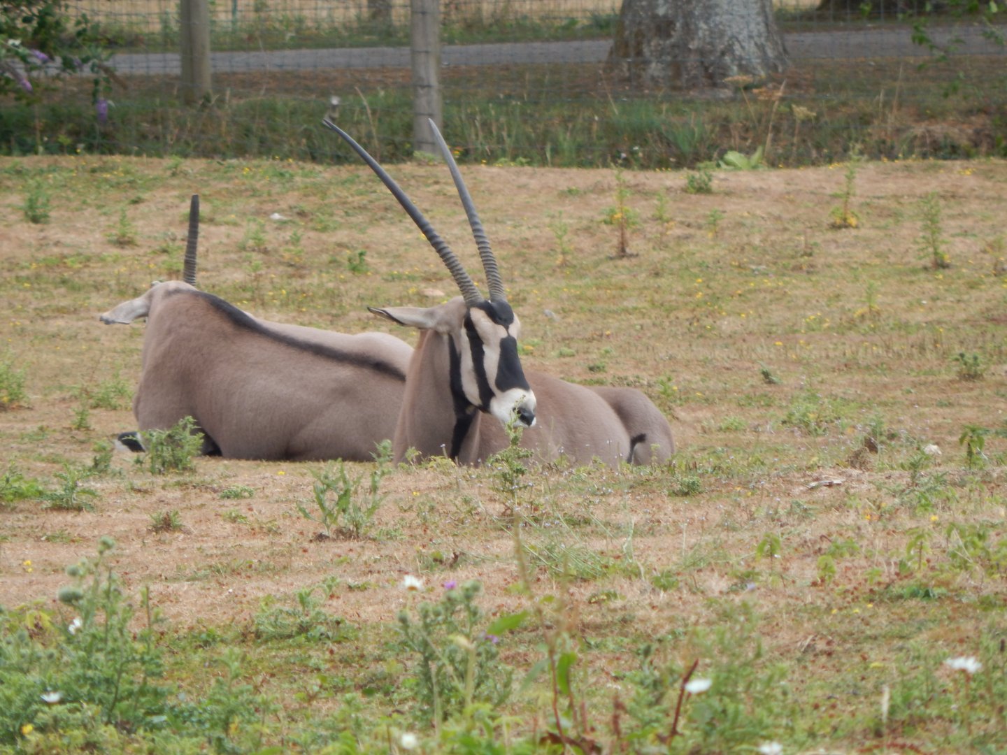 Beisa oryxes 150725