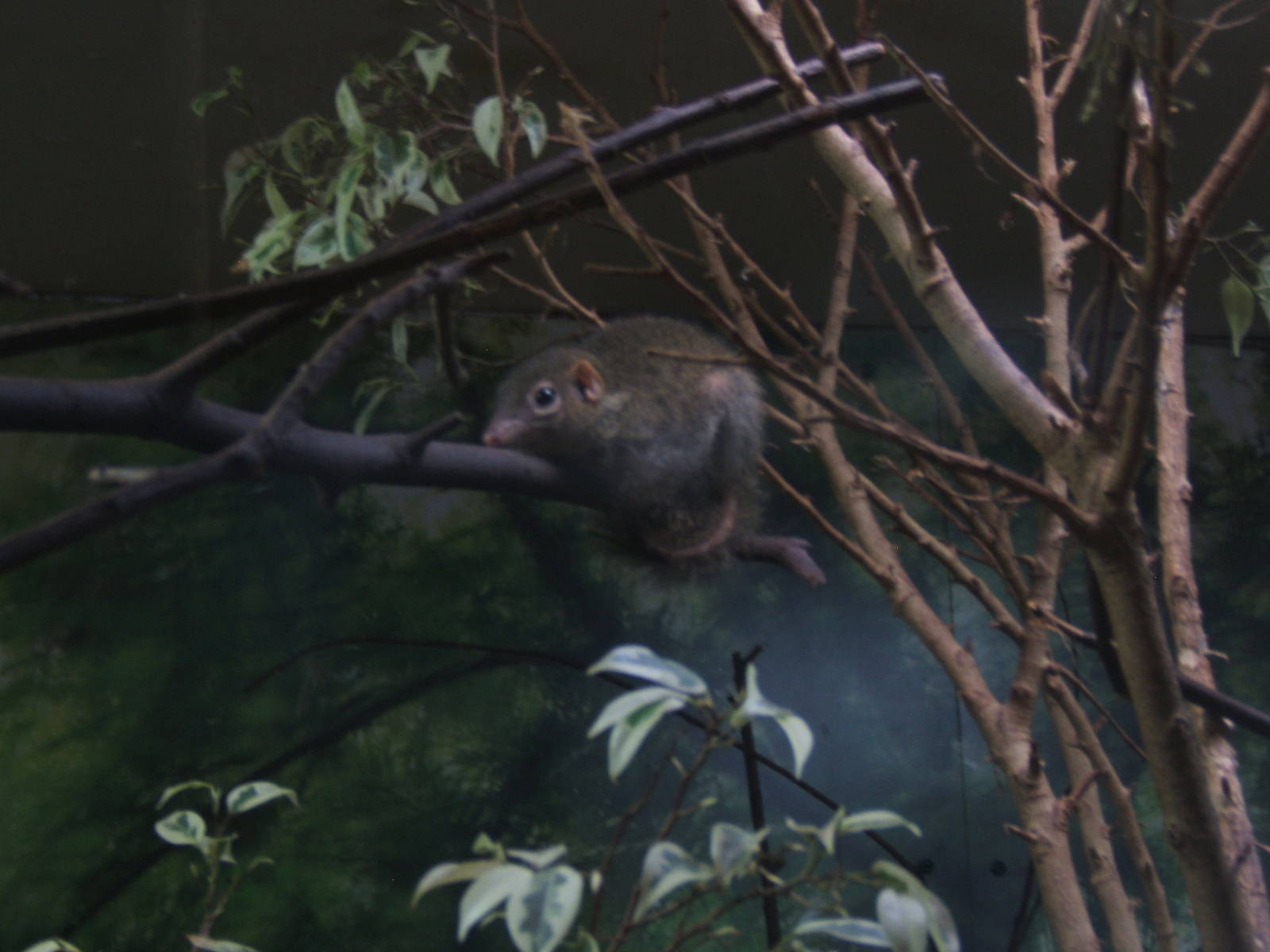 Belanger`s tree Shrew