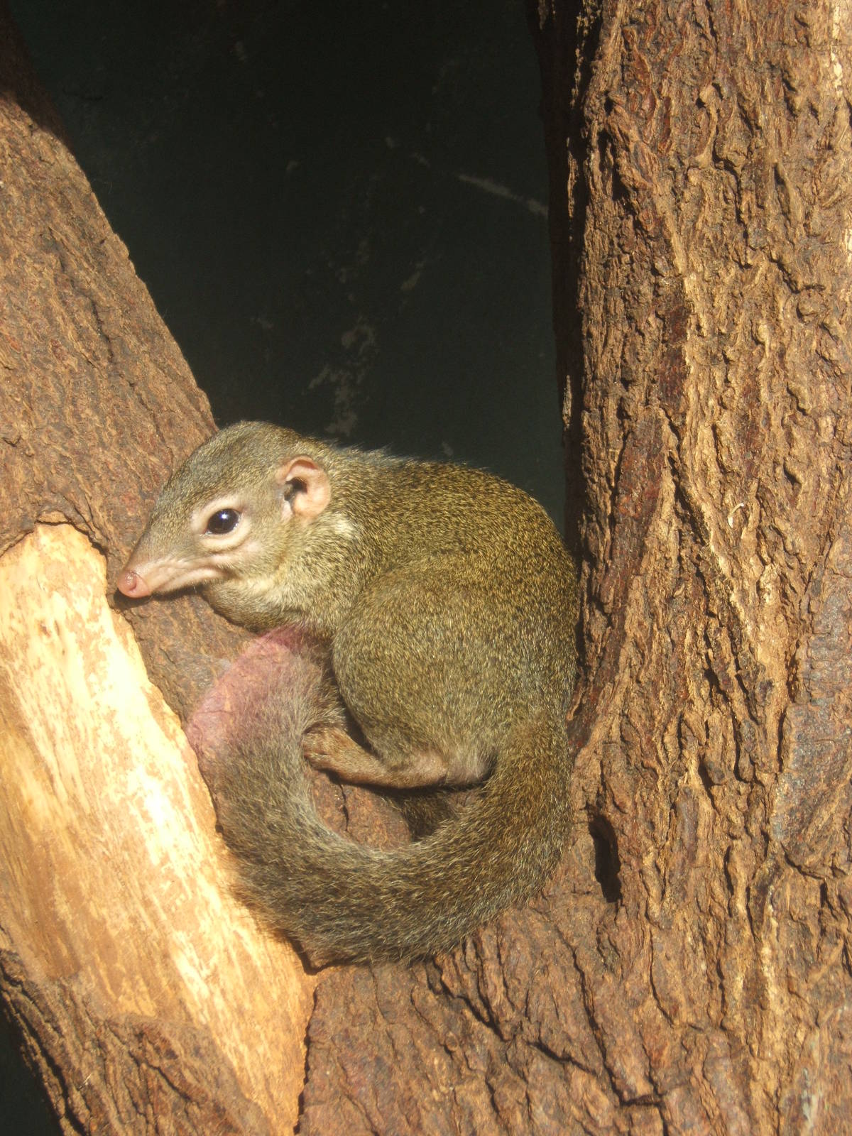 Belanger`s Tree Shrew