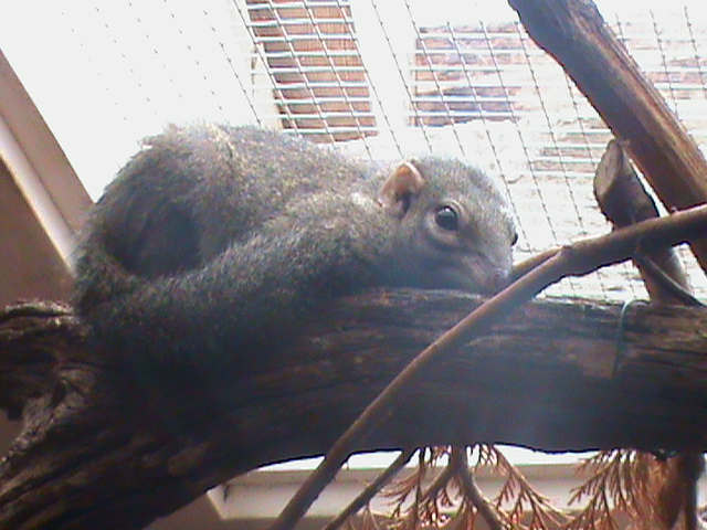 belanger's tree shrew 100711