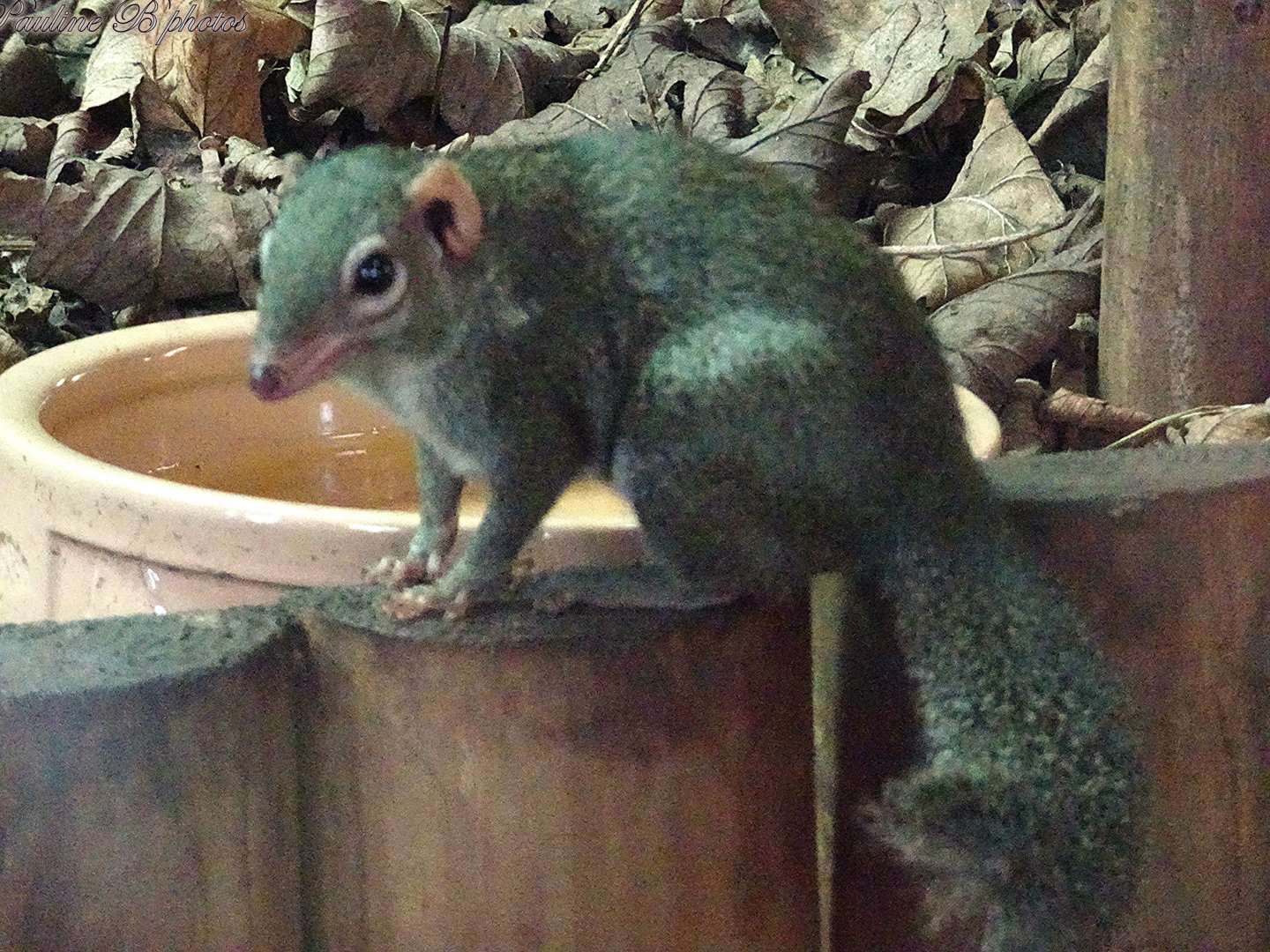 Belanger's Tree Shrew 16 November 2025