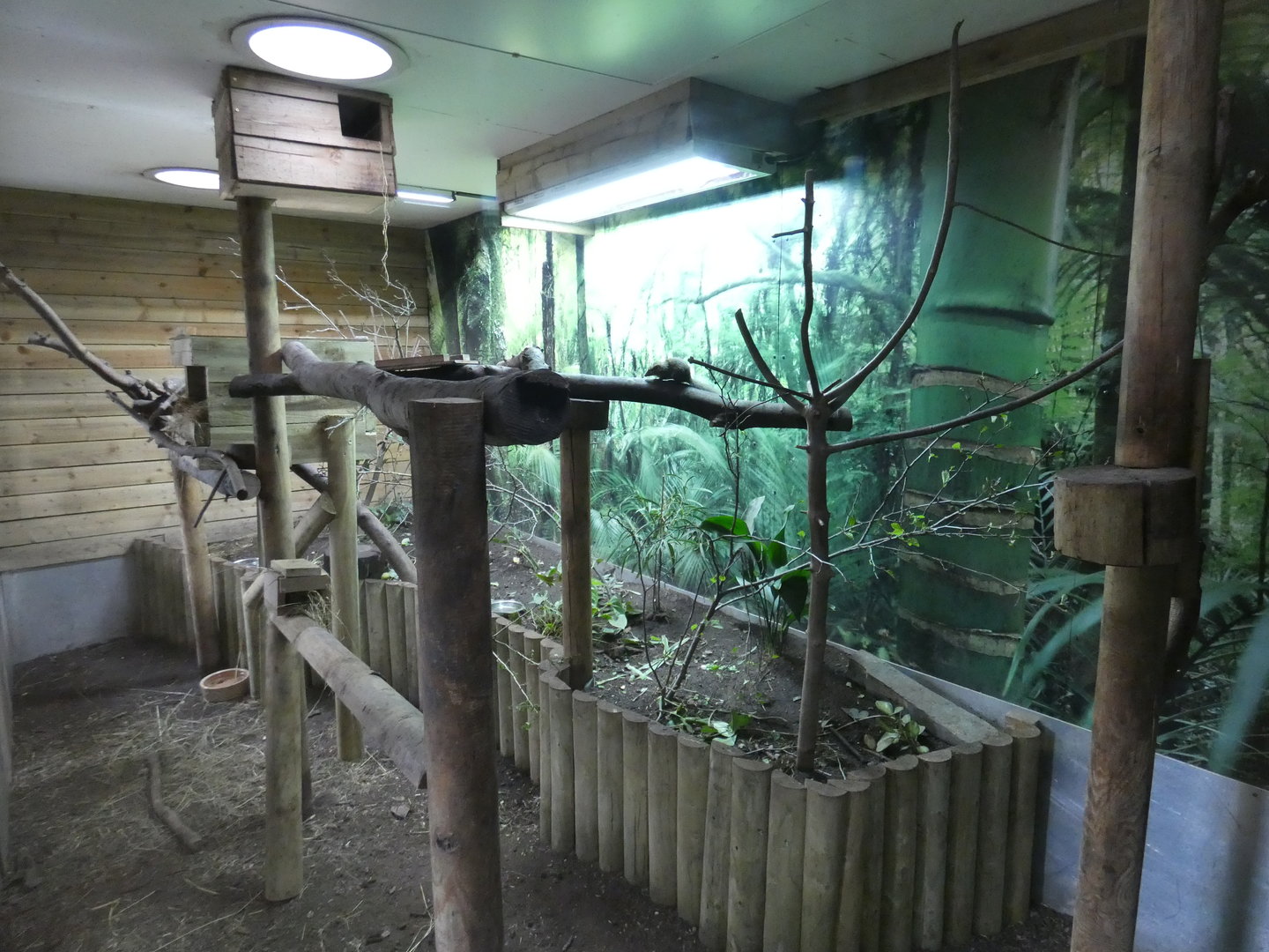 Belanger's tree shrew and Northern Luzon cloud rat enclosure