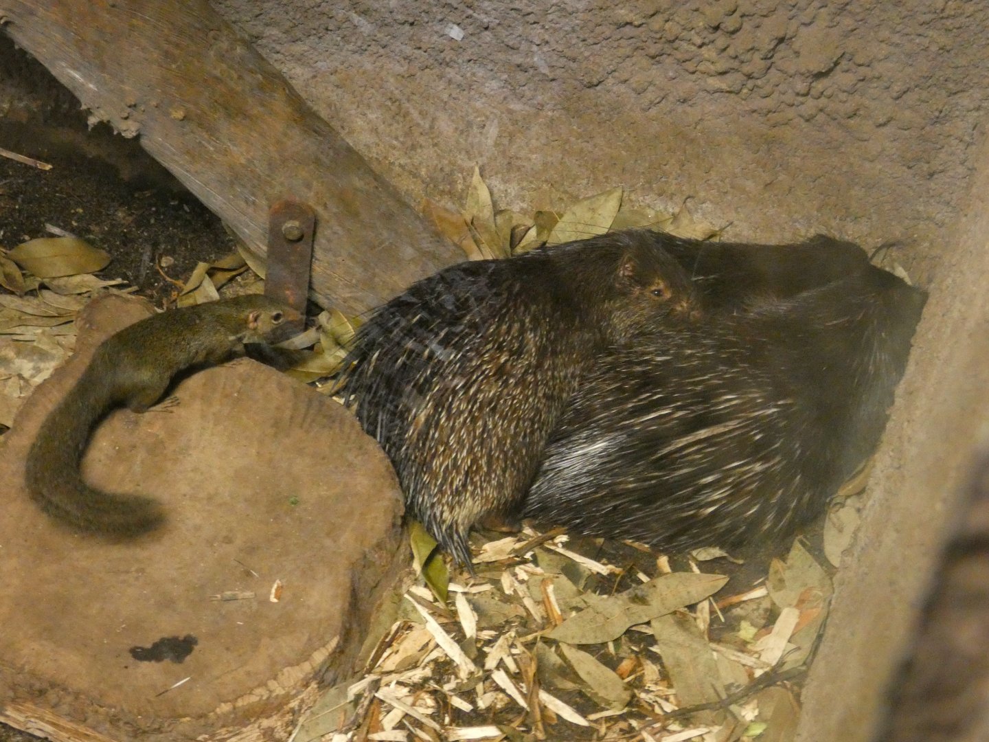 Belanger's tree shrew and Palawan porcupine