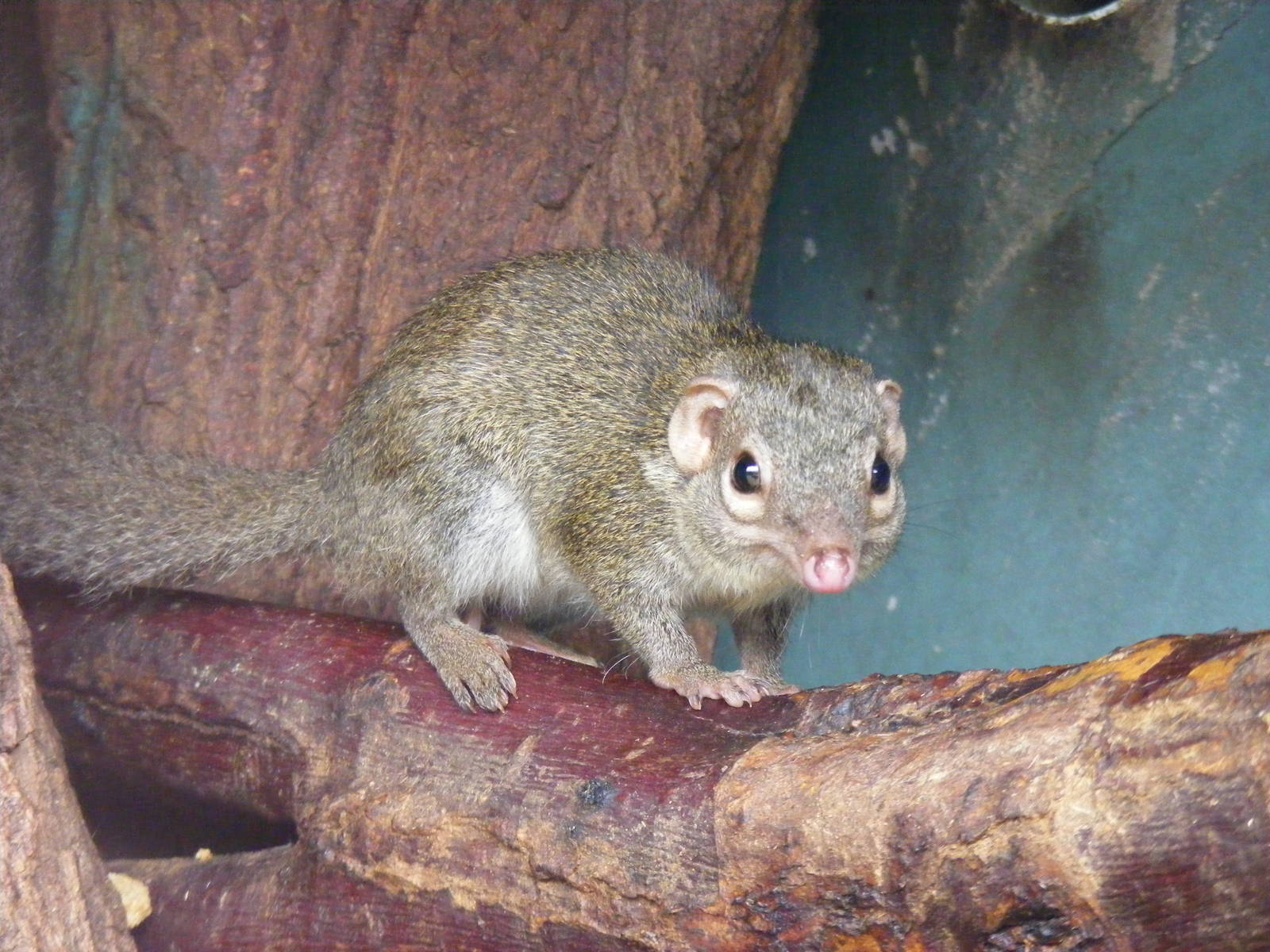 Belanger's tree shrew at Blackpool Zoo, 13 June 2011