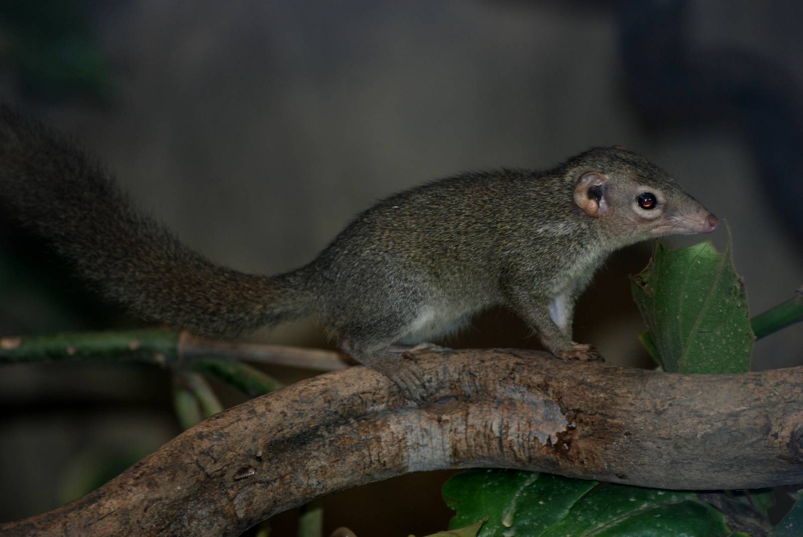 Belanger's Tree Shrew at Chester, 15/07/12