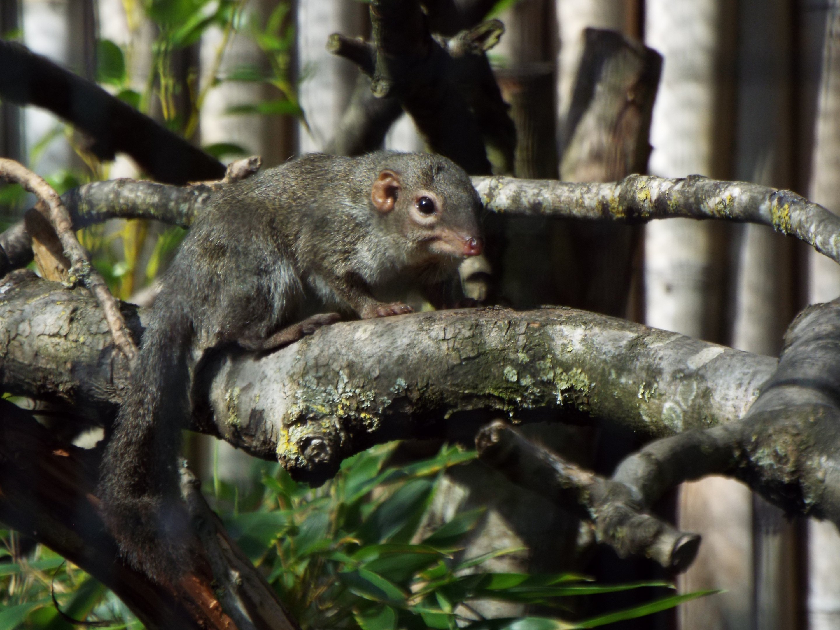Belanger's Tree Shrew, Chester Zoo