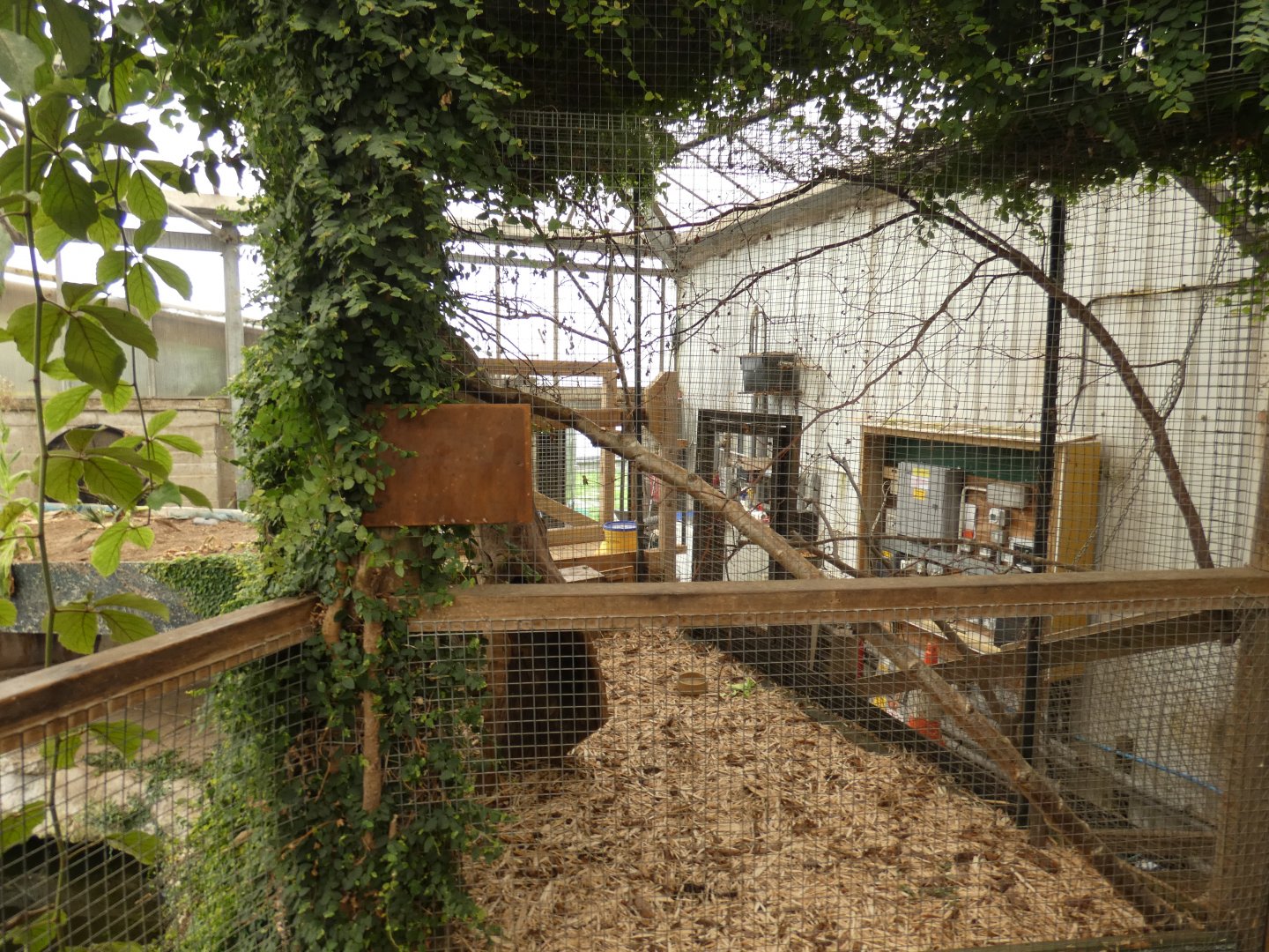 Belanger's tree shrew enclosure