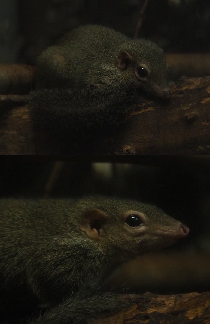 Belanger's tree shrew (Tupaia belangeri), 2020-01-11