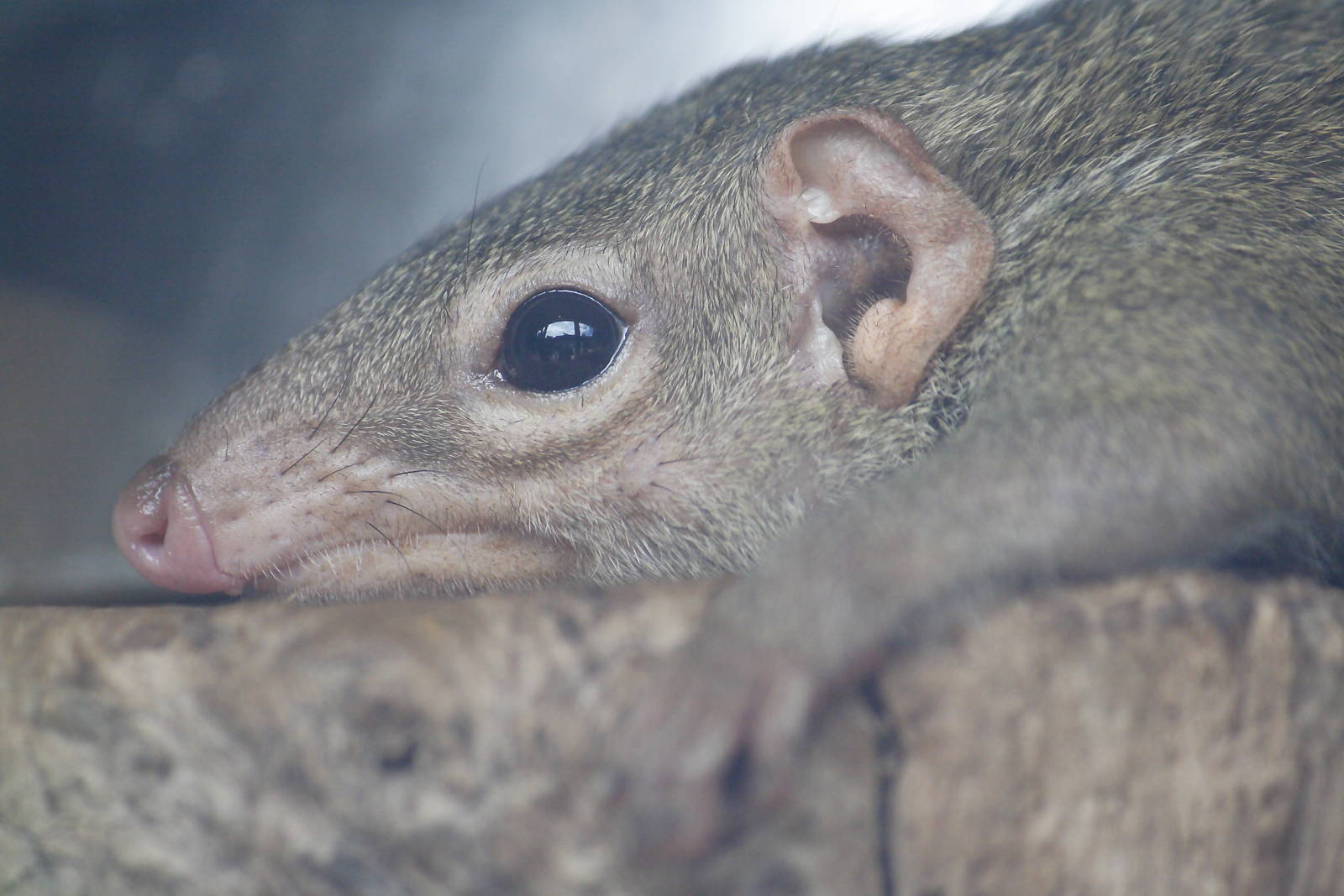 Belanger's tree shrew