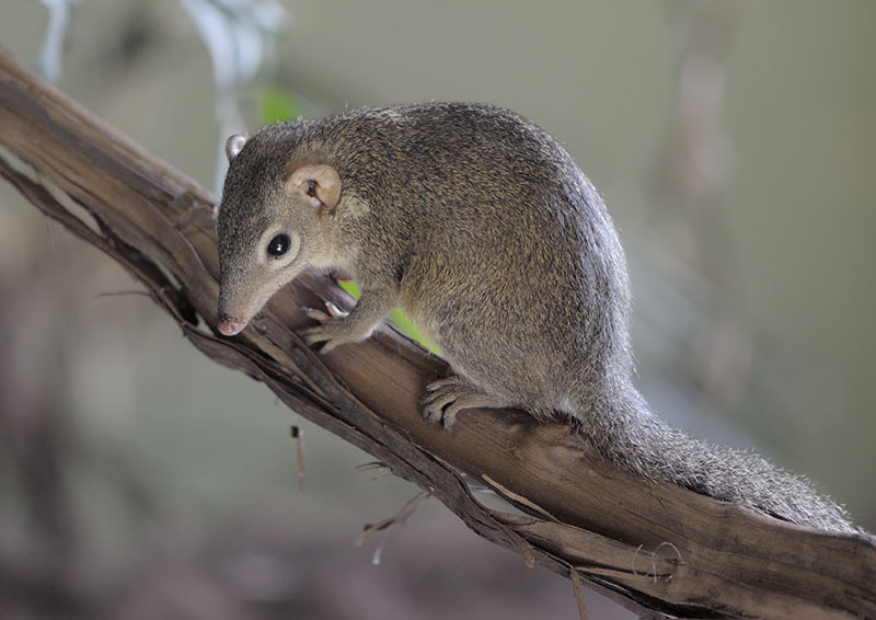 Belangers tree shrew