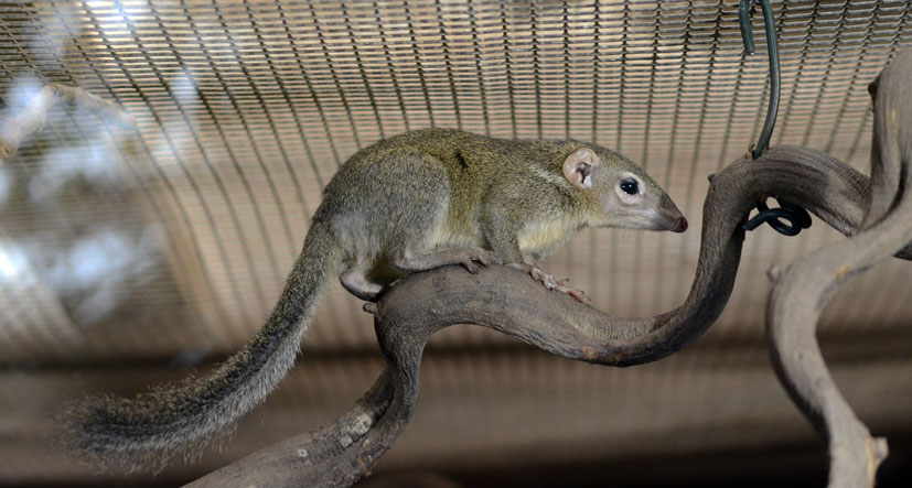 Belanger's tree shrew