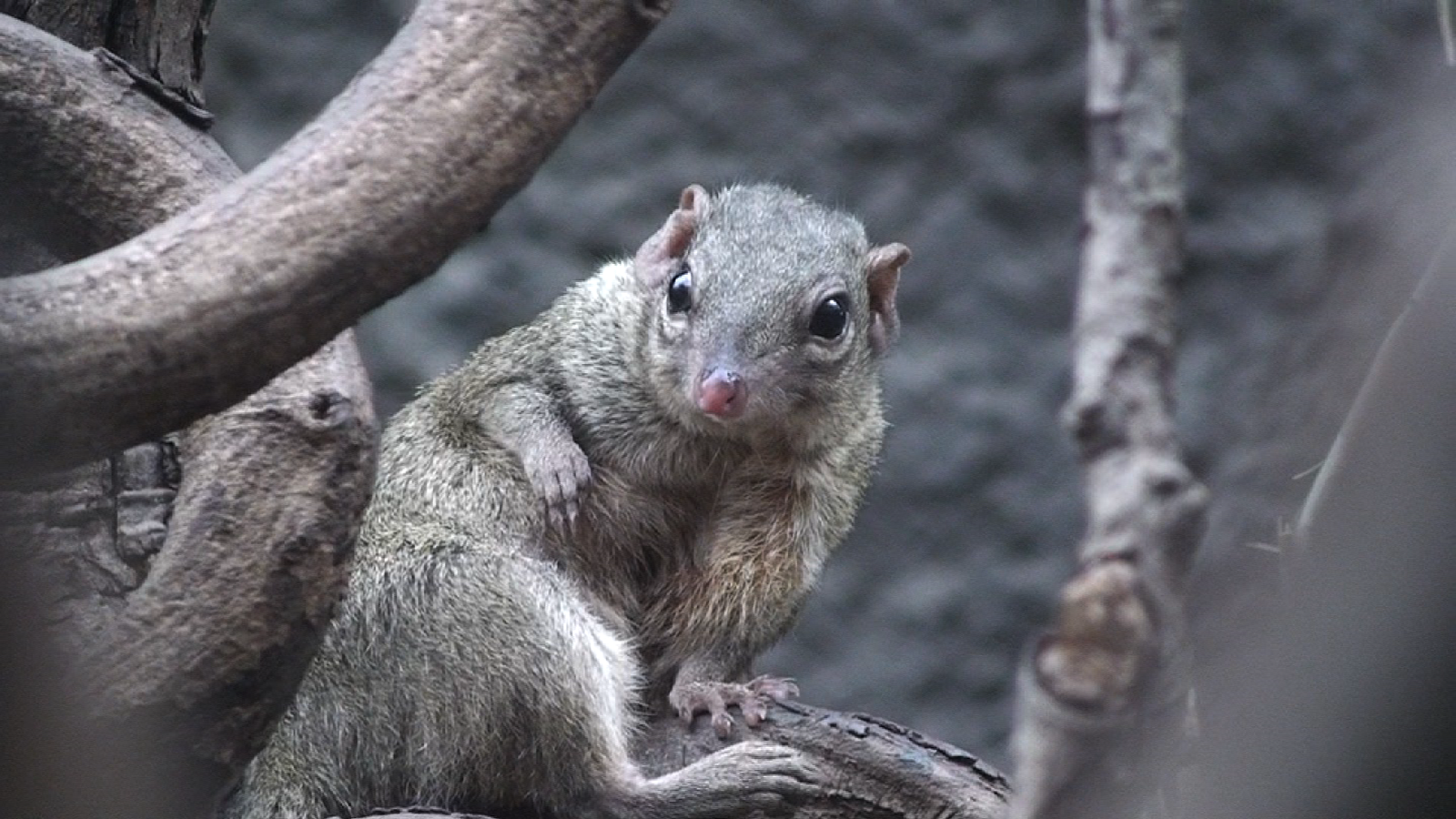 Belanger's tree shrew