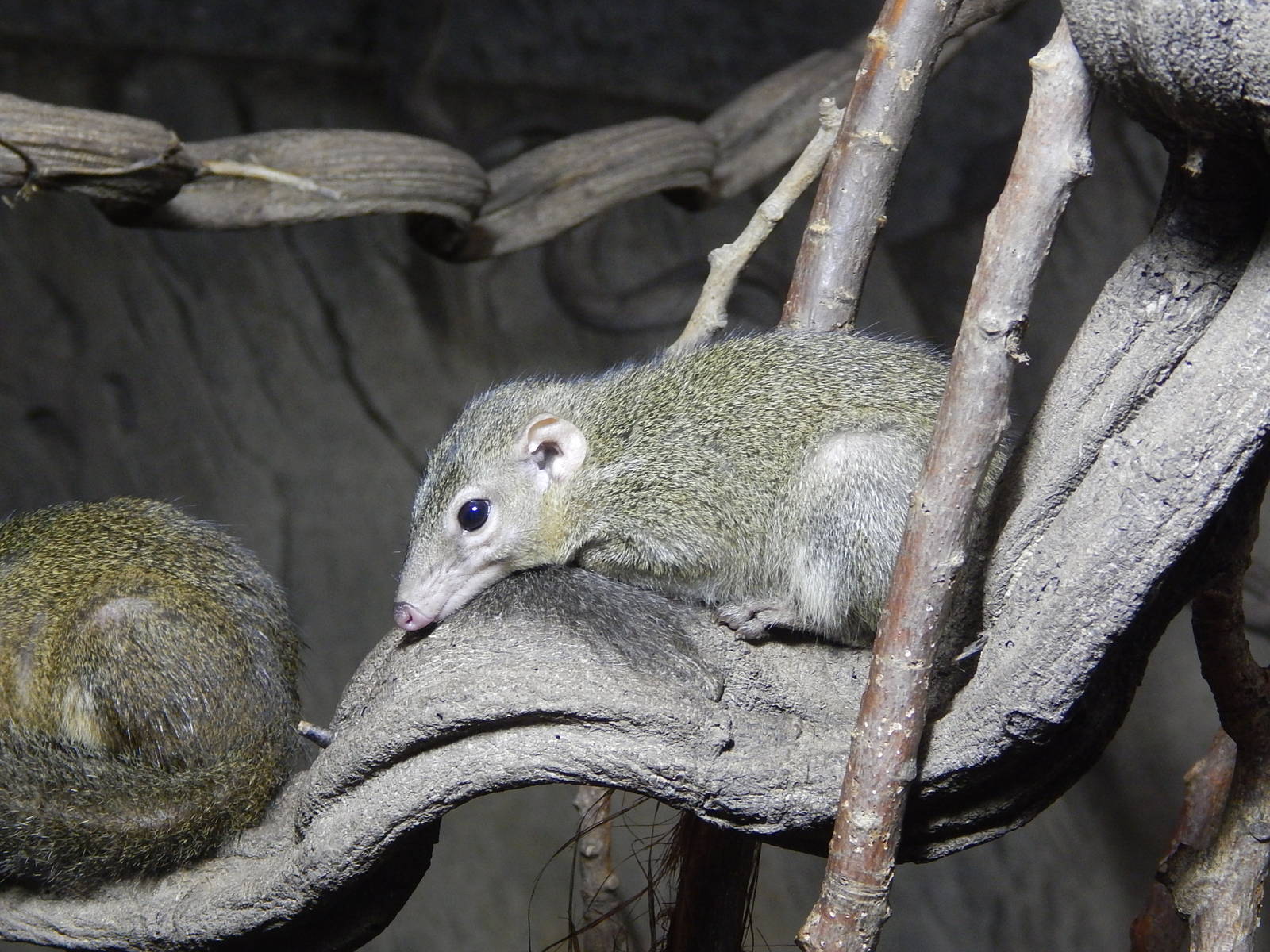 Belanger's Tree Shrew