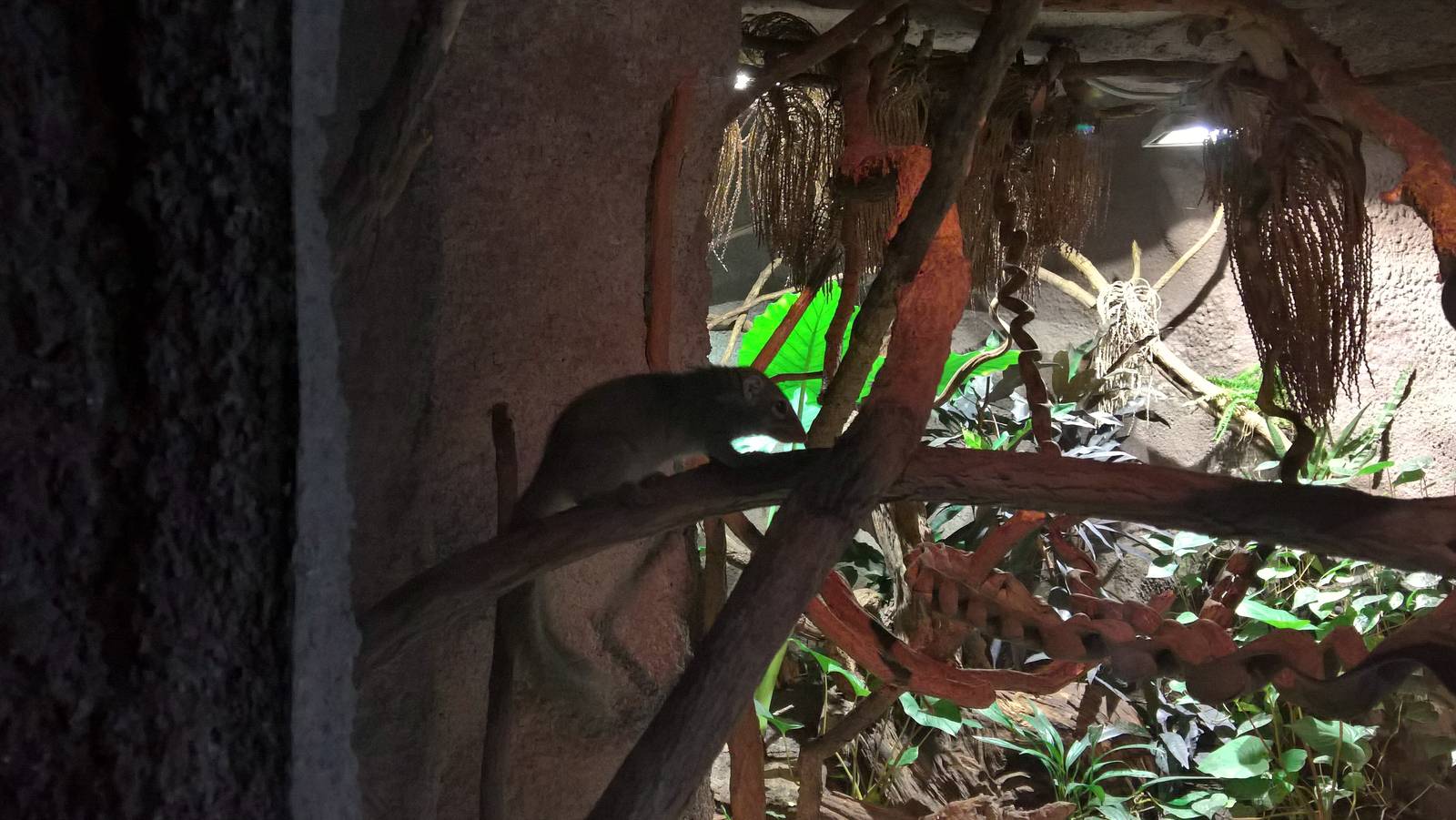 Belanger's tree-shrew