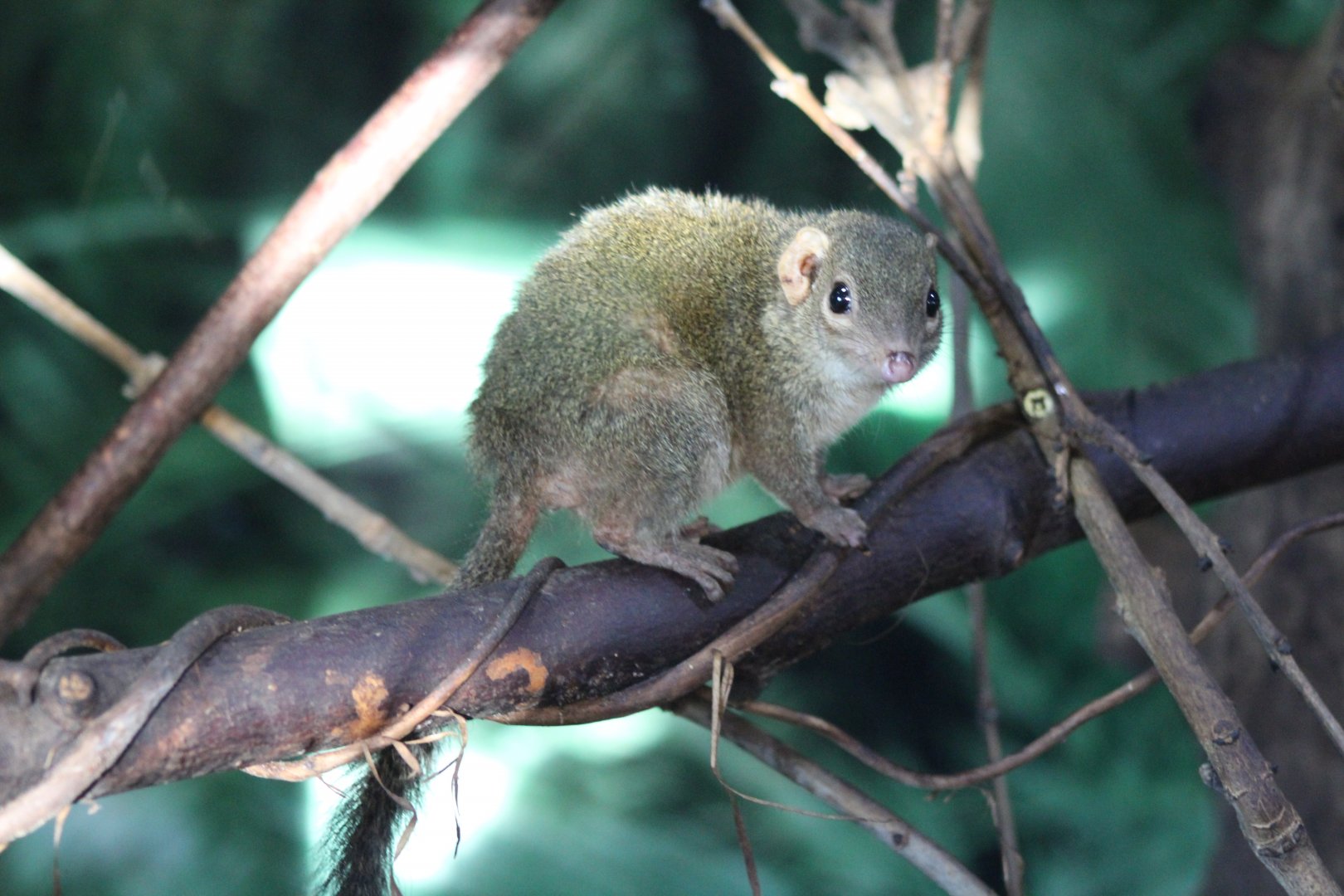 Belanger’s Tree Shrew