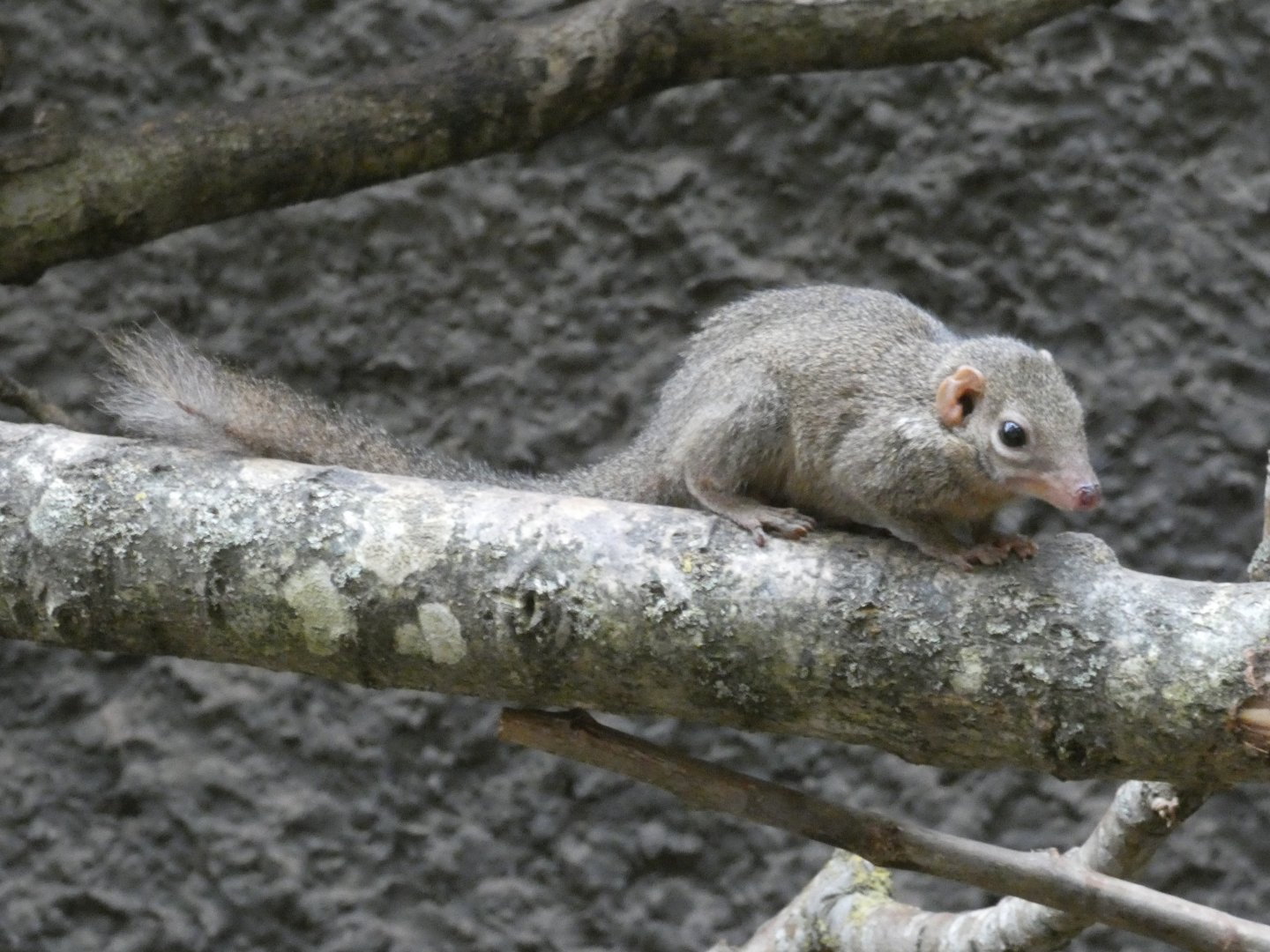 Belanger's tree shrew