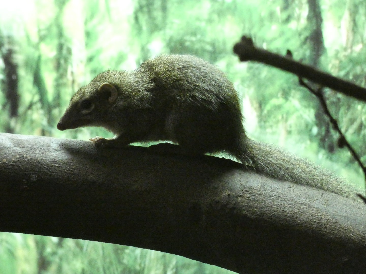 Belanger's tree shrew