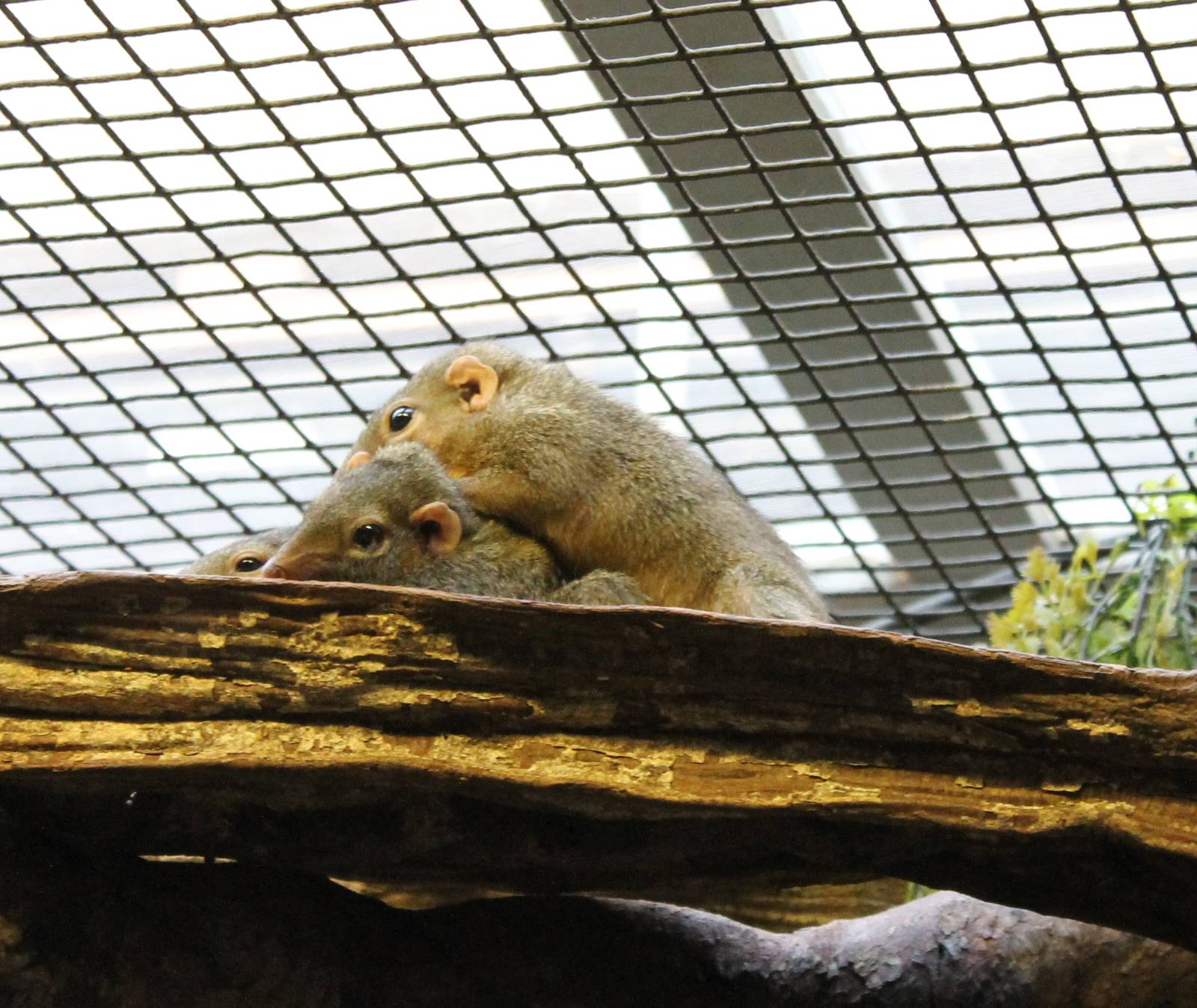 Belanger's tree shrews