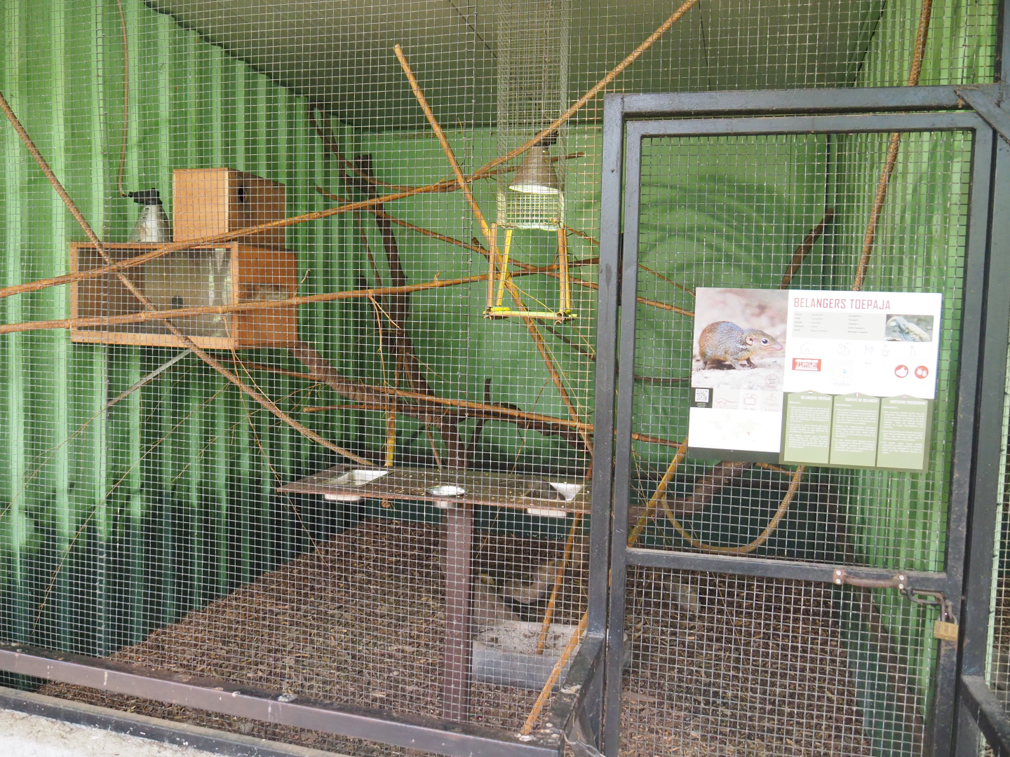 Belanger's treeshrew exhibit, 2019-08-04