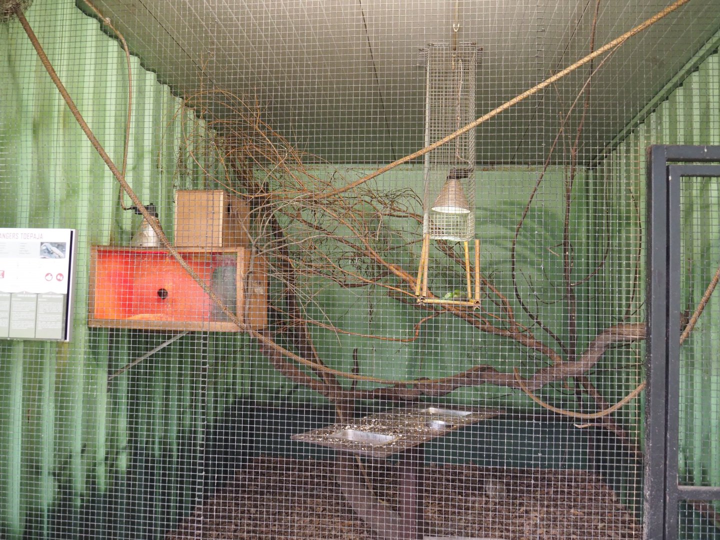 Belanger's treeshrew exhibit, 2021-06-15