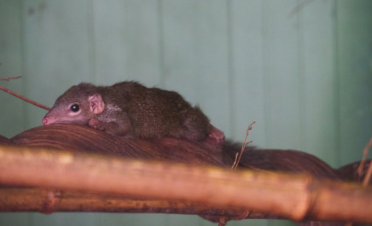 Belanger's treeshrew (Tupaia belangeri), 2019-08-04