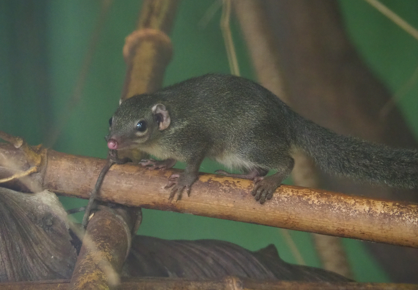 Belanger's treeshrew (Tupaia belangeri), 2019-08-04