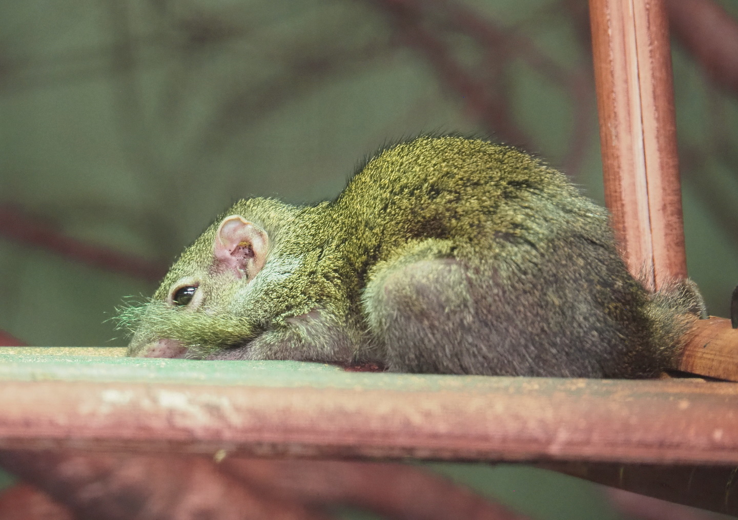 Belanger's treeshrew (Tupaia belangeri), 2021-06-15
