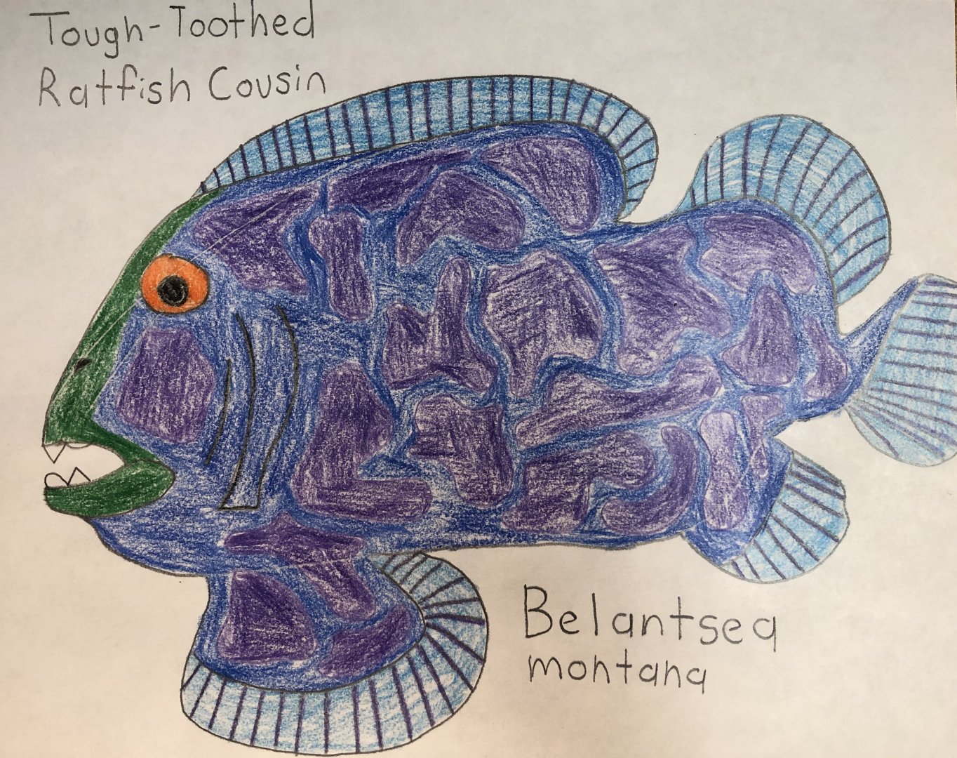 Belantsea montana