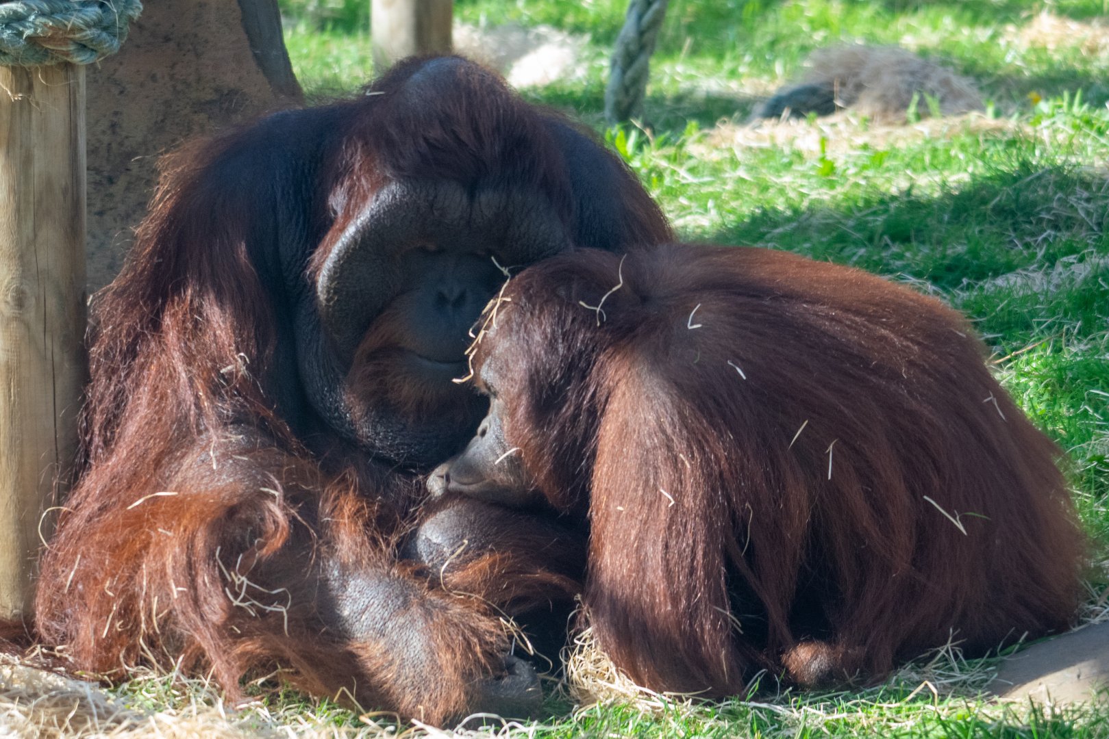 Belayan and Molly - Bornean Orangutans
