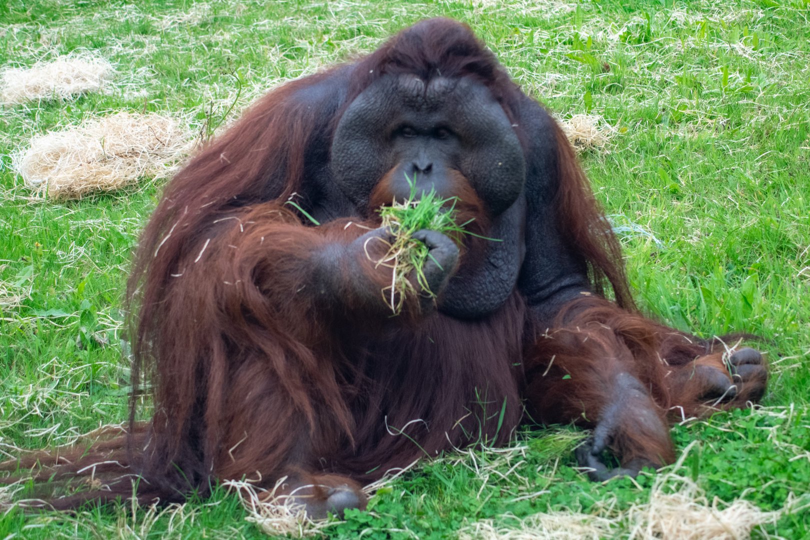 Belayan - Bornean Orangutan