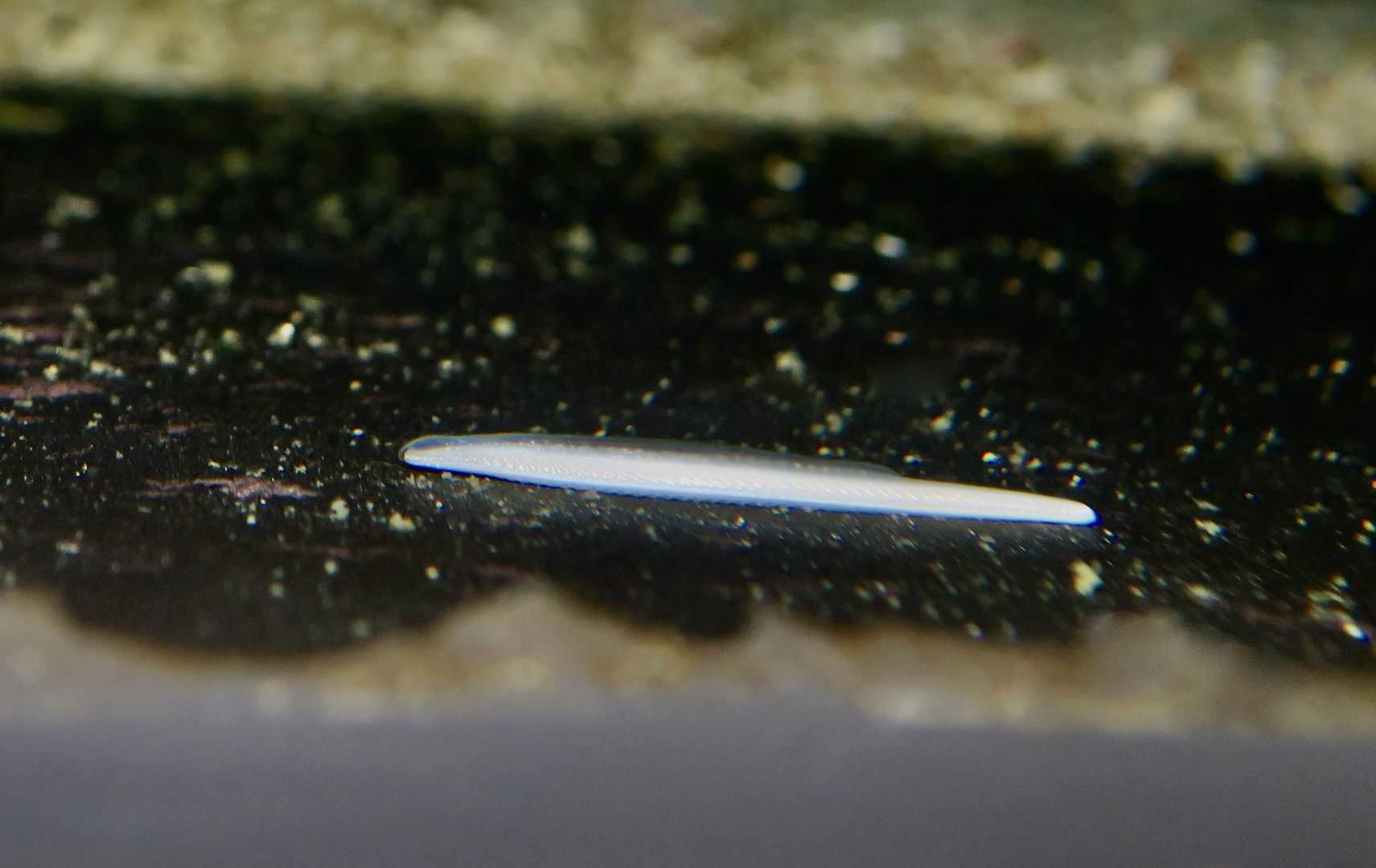 Belcher's Lancelet (Branchiostoma belcheri)