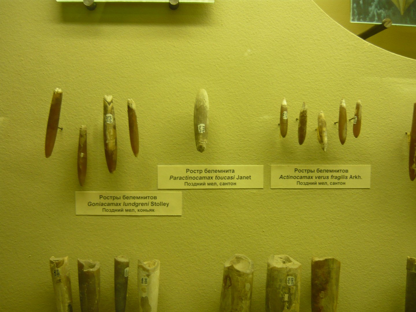 Belemnite rostra