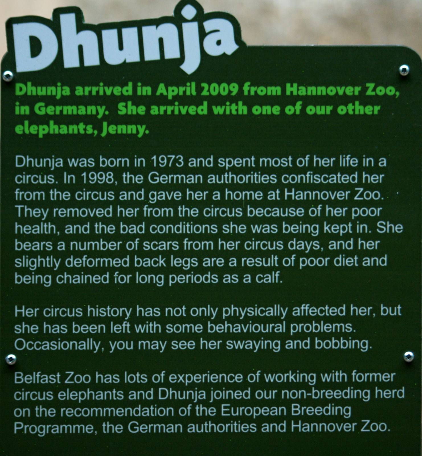 Belfast Elephant Stories - Dhunja