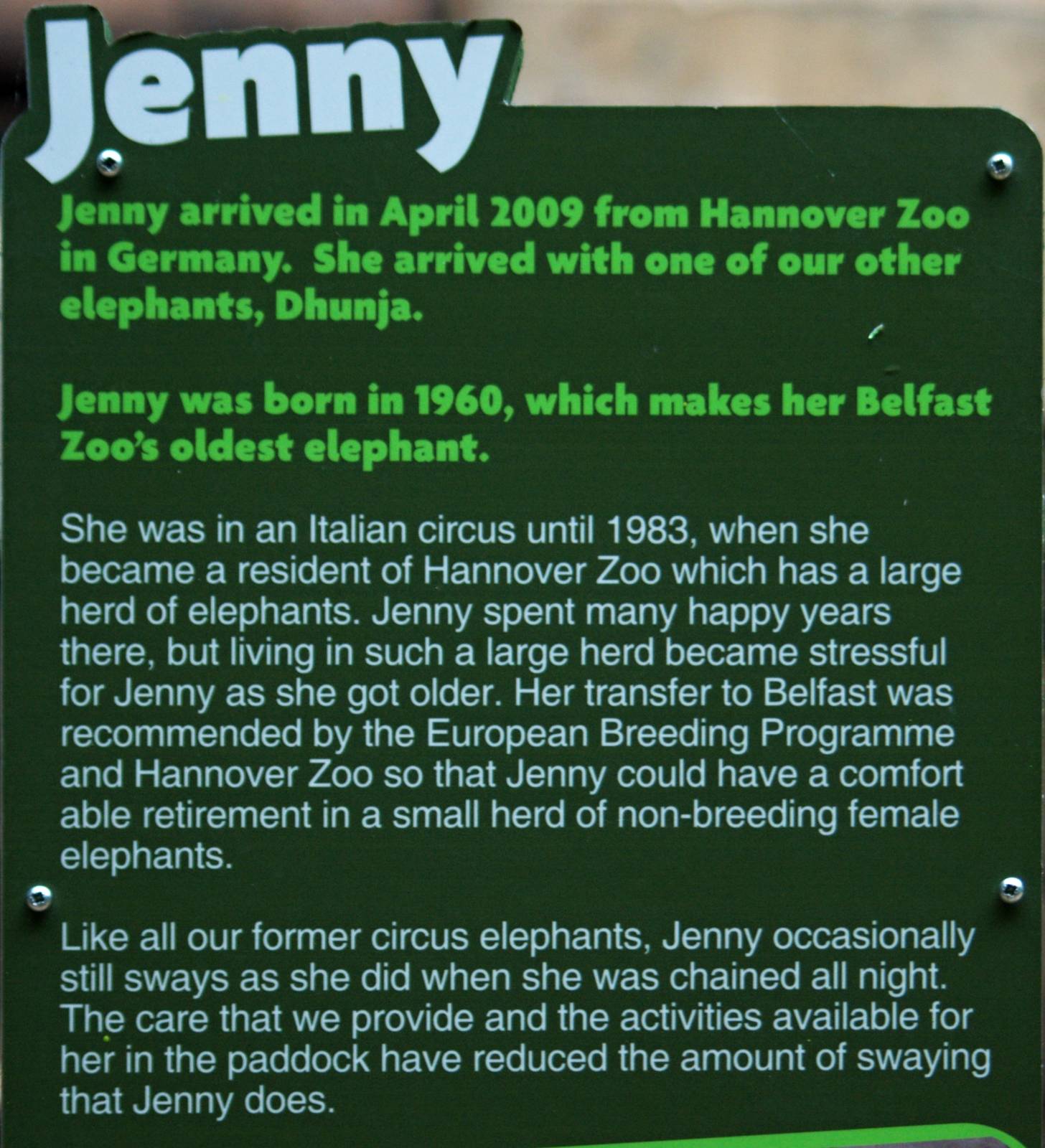 Belfast Elephant Stories - Jenny
