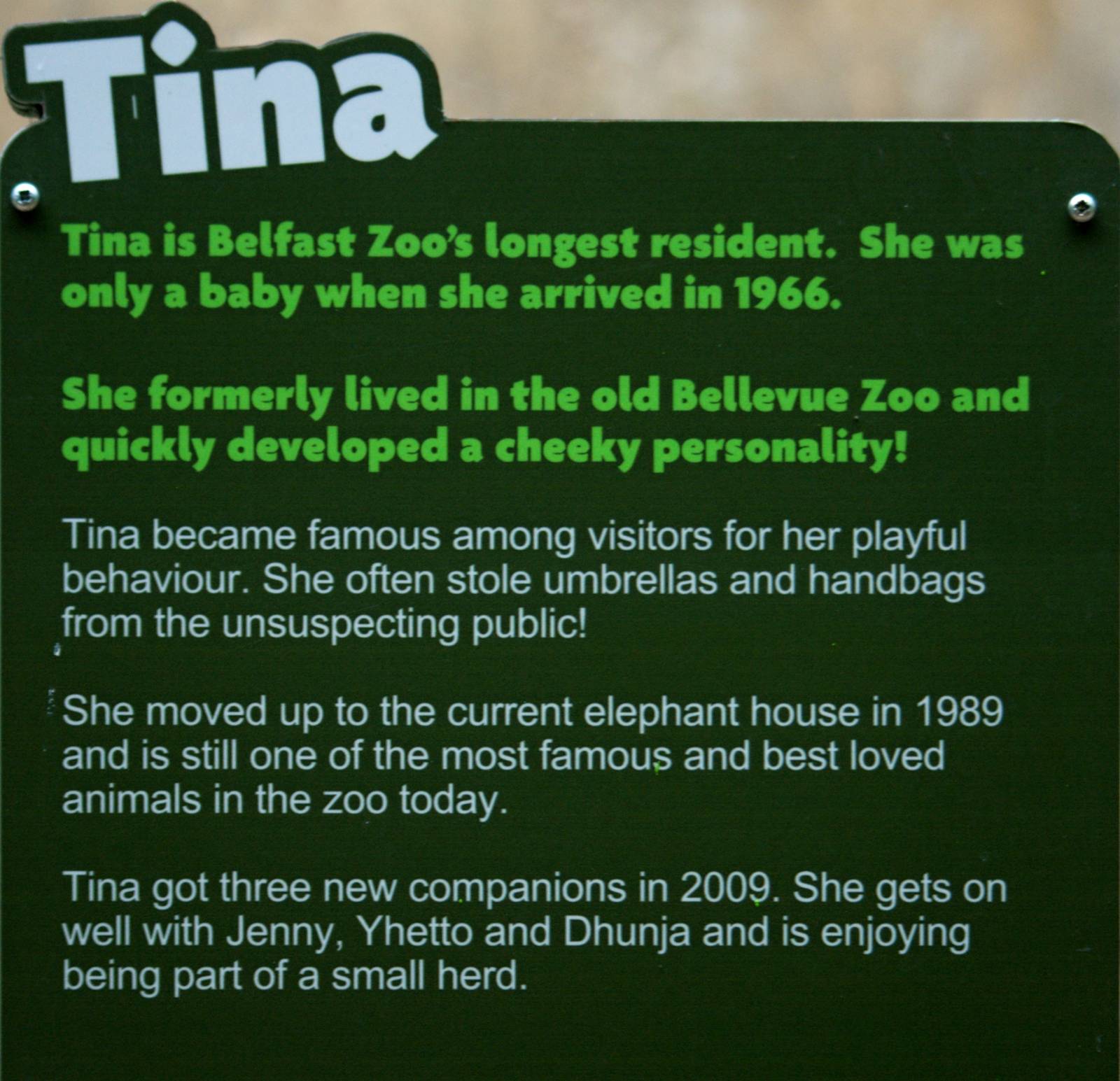 Belfast Elephant Stories - Tina