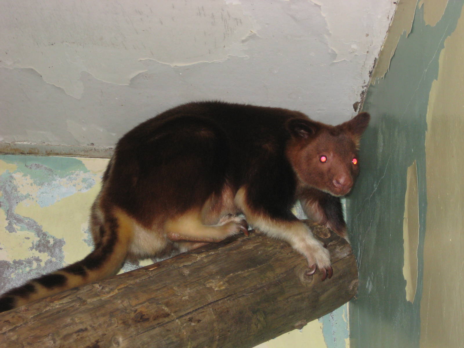 Belfast zoo - Goodfellows tree kangaroo