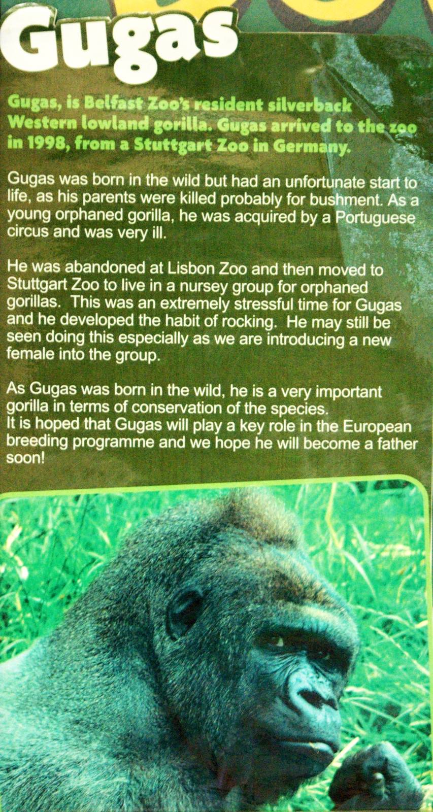 Belfast Zoo - Story of Gugas