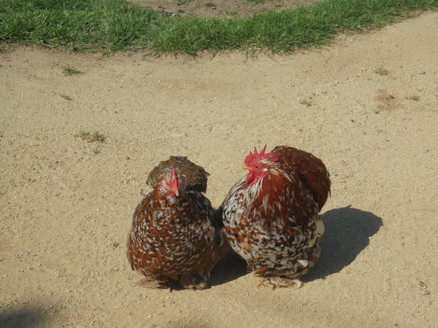 Belgian(?) bantams in children's farm
