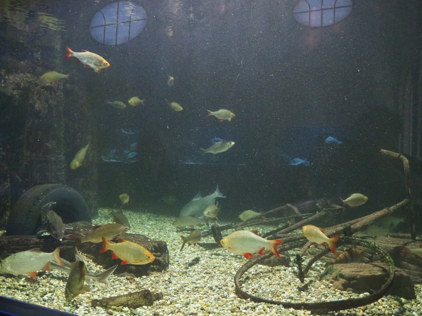 Belgian canal tank, 2020-06-28