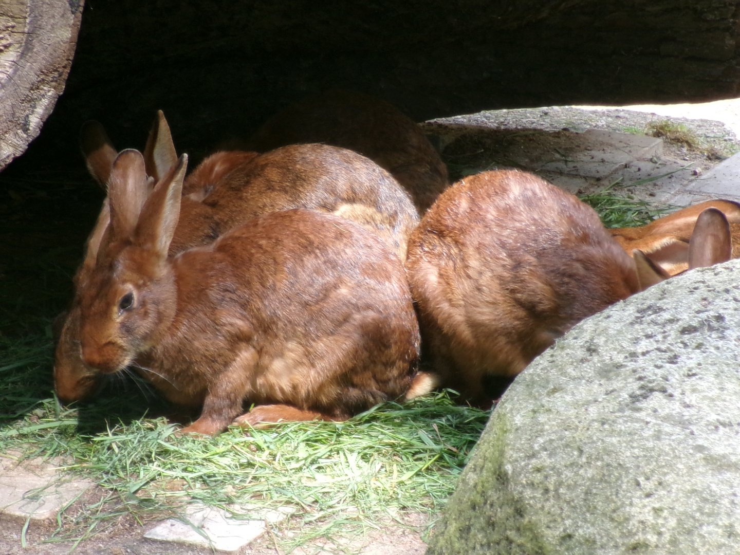 Belgian hare rabbits