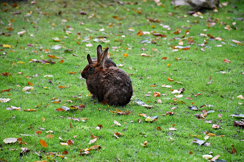 Belgian Hare