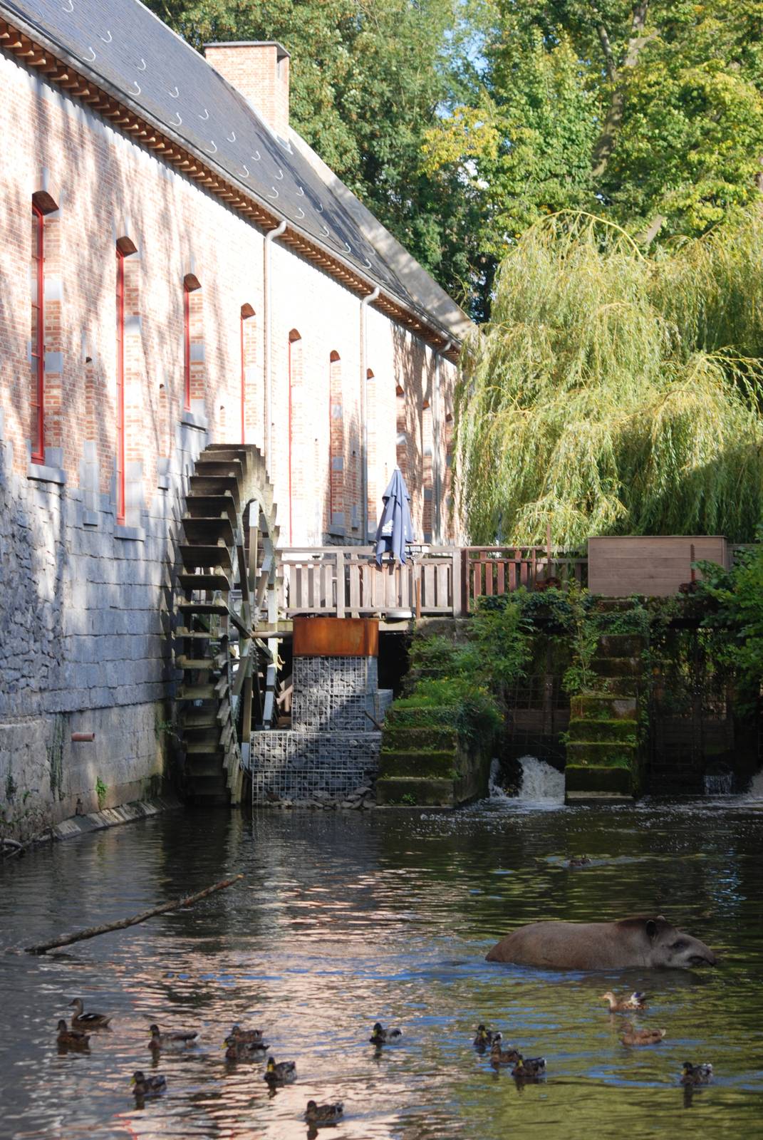 Belgian Water Mill and Brazilian Tapir at Pairi Daiza, 31/08/14