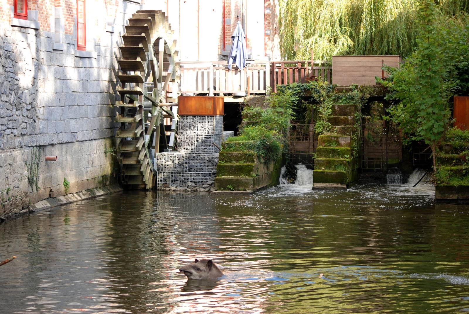 Belgian Water Mill and Brazilian Tapir at Pairi Daiza, 31/08/14