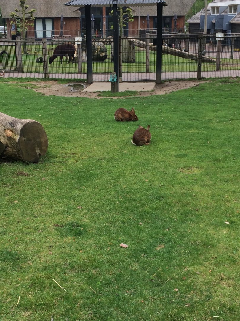 Belgium hares - Oryctolagus cuniculus f. domestica