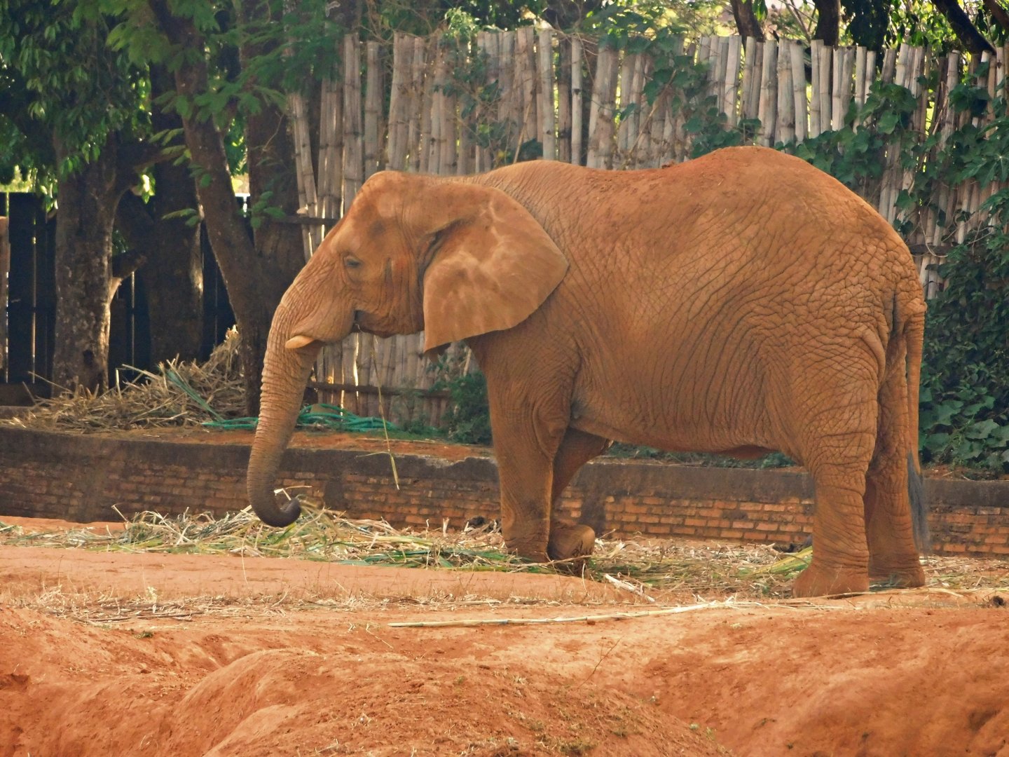 "Belinha", the African-elephant - Brasilia zoo