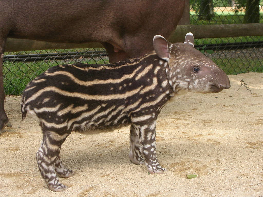 Belita. Baby Brazilian Tapir