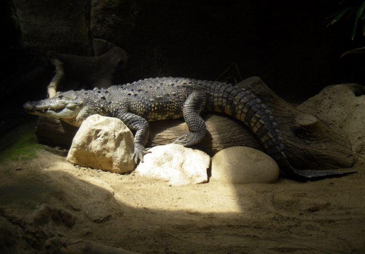 Belize Crocodile (Crocodylus moreletii)